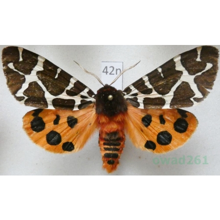 Arctia caja (Linnaeus, 1758) male Niedźwiedziówka kaja Poland42n